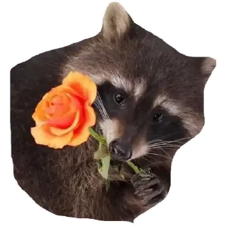 🌹 emoji Habēmus Raccoon Telegram sticker 8 of 120
