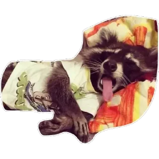 😴 emoji Habēmus Raccoon Telegram sticker 14 of 120