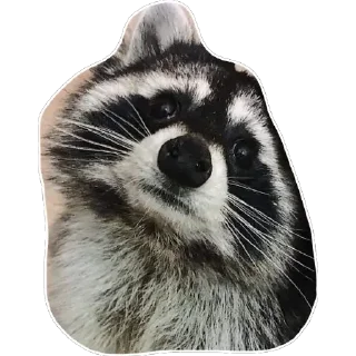 😕 emoji Habēmus un poco más de Raccoon Telegram sticker 15 of 120