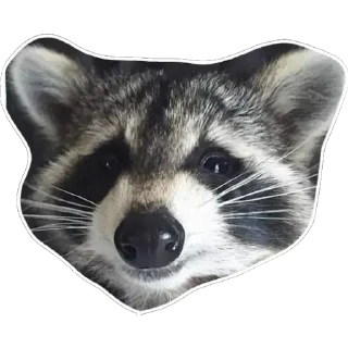 Sticker from Habēmus un poco más de Raccoon