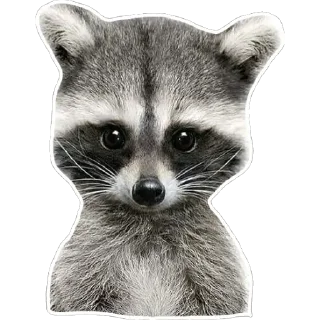 👽 emoji Habēmus un poco más de Raccoon Telegram sticker 22 of 120