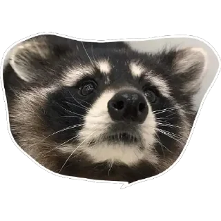 Sticker from Habēmus un poco más de Raccoon