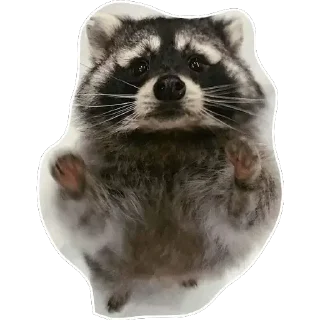 🙏 emoji Habēmus un poco más de Raccoon Telegram sticker 11 of 120