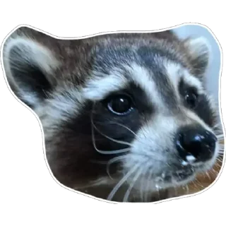 🤧 emoji Habēmus un poco más de Raccoon Telegram sticker 7 of 120