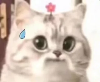 🐱 emoji @Cii_Cloud 的贴纸包(1) Telegram sticker 8 of 14