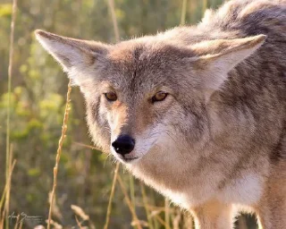Sticker from The Canis Latrans