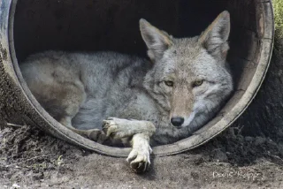 Sticker from The Canis Latrans