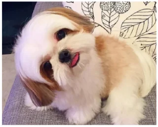 🤔 emoji Mundo Canino Telegram sticker 21 of 21