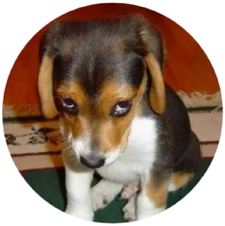 🥺 emoji Mundo Canino Telegram sticker 8 of 21
