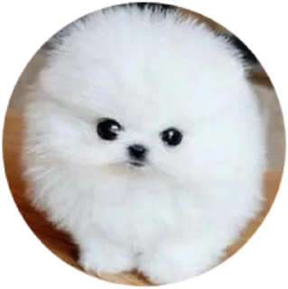Sticker from Mundo Canino