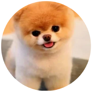 Sticker from Mundo Canino