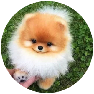 ☺️ emoji Mundo Canino Telegram sticker 11 of 21