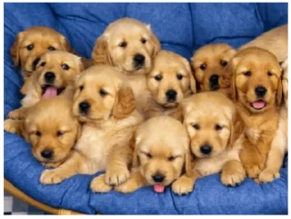 🤗 emoji Mundo Canino Telegram sticker 16 of 21