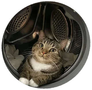 🐈 emoji Goofin around Telegram sticker 14 of 120