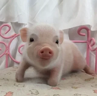 Sticker from cute pigs 🐷