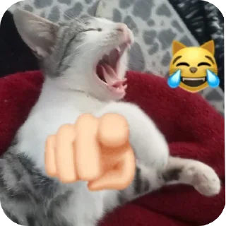 🐱 emoji Mio Telegram sticker 23 of 26