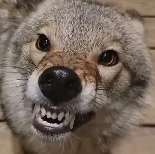 😡 emoji dumbass coyotes Telegram sticker 20 of 93