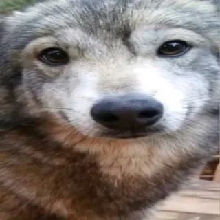 ☺️ emoji dumbass coyotes Telegram sticker 9 of 93