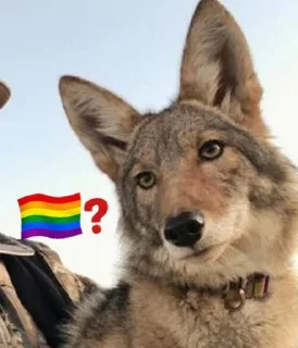 🫤 emoji dumbass coyotes Telegram sticker 4 of 93