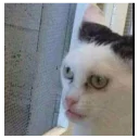😠 emoji Memes de animais Telegram sticker 5 of 87