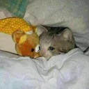 😢 emoji Memes de animais Telegram sticker 1 of 87