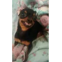😬 emoji Memes de animais Telegram sticker 4 of 87