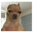 👀 emoji Memes de animais Telegram sticker 3 of 87