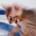 😱 emoji Memes de animais Telegram sticker 10 of 87