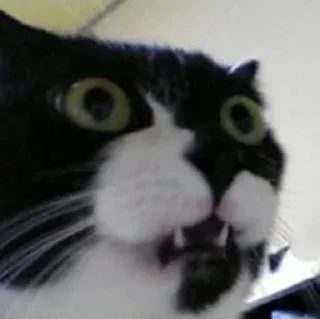 😲 emoji Сохры чудика Telegram sticker 3 of 120