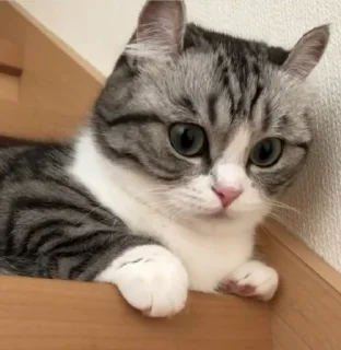Sticker from [こまる-ちゃん]🐾 @tof_tarangi