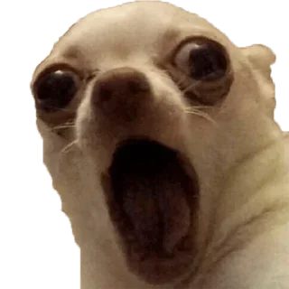 😱 emoji CHIHUAHUAS - [Instagram: @WiStickers] Telegram sticker 17 of 27