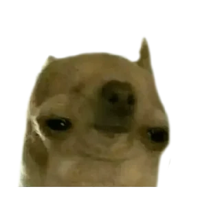 🤨 emoji CHIHUAHUAS - [Instagram: @WiStickers] Telegram sticker 14 of 27