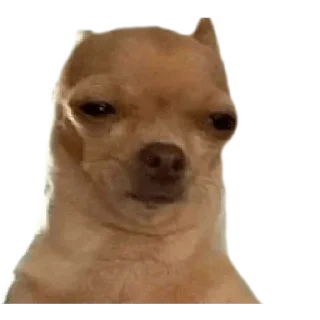 🤨 emoji CHIHUAHUAS - [Instagram: @WiStickers] Telegram sticker 13 of 27