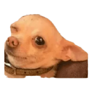 😉 emoji CHIHUAHUAS - [Instagram: @WiStickers] Telegram sticker 6 of 27