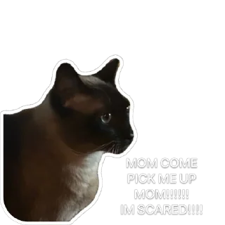😖 emoji Hiro Silly Cat Telegram sticker 19 of 30