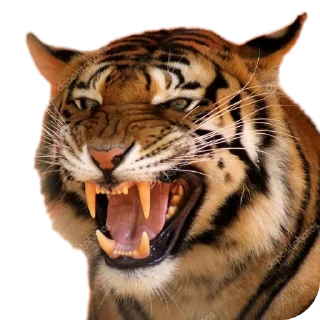👄 emoji Tigre Telegram sticker 5 of 109