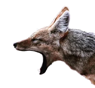 🌙 emoji Jackal Stickers Telegram sticker 22 of 79