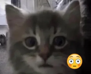 😳 emoji Kitty emotes Telegram sticker 15 of 19