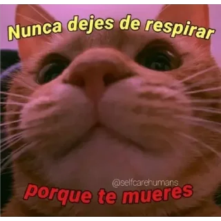 😇 emoji Gatos - Dani °>_<° Telegram sticker 15 of 31