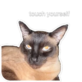 🐱 emoji Hiro Silly Cat Telegram sticker 24 of 30