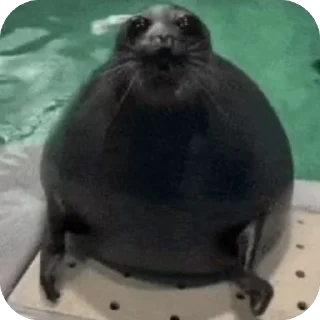 🫥 emoji moeseal Telegram sticker 23 of 26