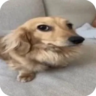 🫥 emoji Kukushka Telegram sticker 23 of 74