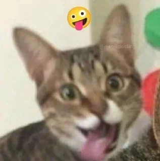 Sticker from Kitty emotes