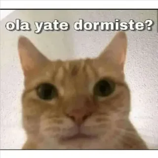 🤨 emoji Gatos - Dani °>_<° Telegram sticker 13 of 31