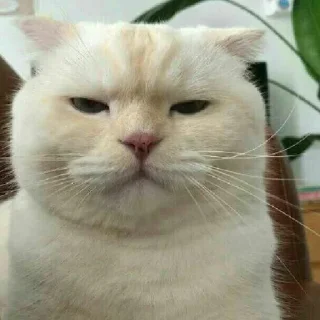 😐 emoji Ψ﹏ᥱ√ιɭ﹏๋Ψ™ Telegram sticker 11 of 114