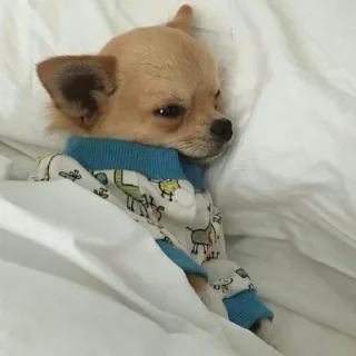 😴 emoji Ψ﹏ᥱ√ιɭ﹏๋Ψ™ Telegram sticker 19 of 114