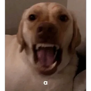 Sticker from MEMES DE PERROS - [Instagram: @WiStickers]