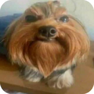 🐶 emoji cartoons | chat: @chatcartoons Telegram sticker 4 of 120