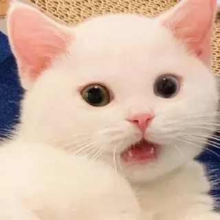🙀 emoji jiji mode Telegram sticker 10 of 27