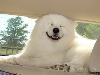 😂 emoji Samoyedo Jota Telegram sticker 14 of 49